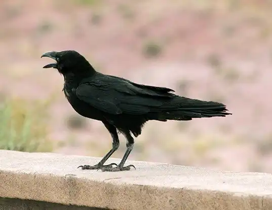 Picture of a chihuahuan raven (Corvus cryptoleucus)