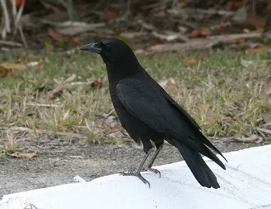 Picture of a fish crow (Corvus ossifragus)