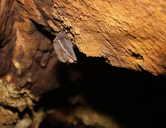 Picture of a rafinesque's big-eared bat (Corynorhinus rafinesquii)