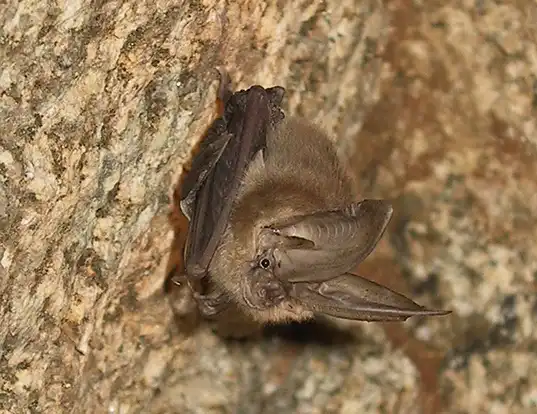 Picture of a townsend's big-eared bat (Corynorhinus townsendii)