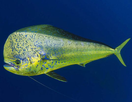Picture of a pompano dolphinfish (Coryphaena equiselis)