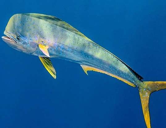 Picture of a mahi mahi (common dolphinfish) (Coryphaena hippurus)