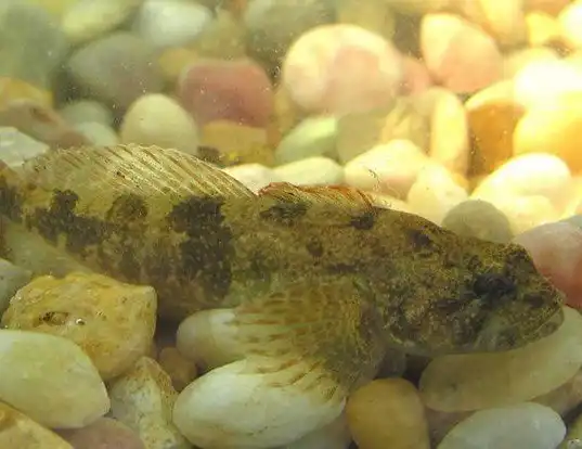 Picture of a mottled sculpin (Cottus bairdii)
