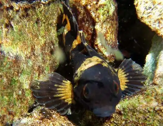 Picture of a pygmy sculpin (Cottus paulus)