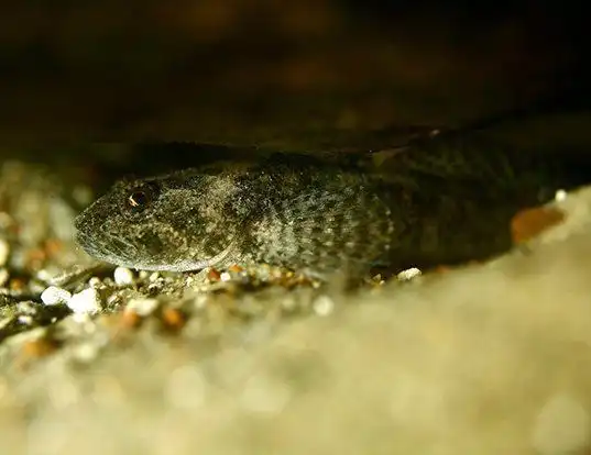 Picture of a siberian bullhead (Cottus poecilopus)