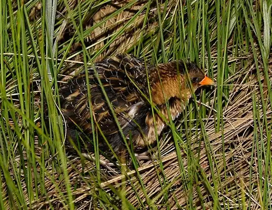 Picture of a yellow rail (Coturnicops noveboracensis)