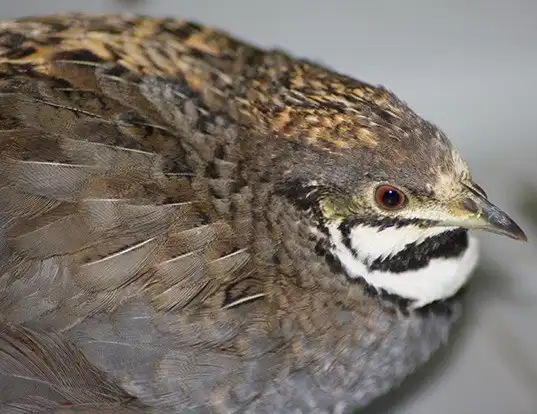 Picture of a blue-breasted quail (Coturnix chinensis)