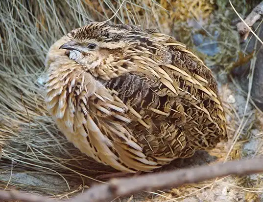 Picture of a quail (Coturnix coturnix)
