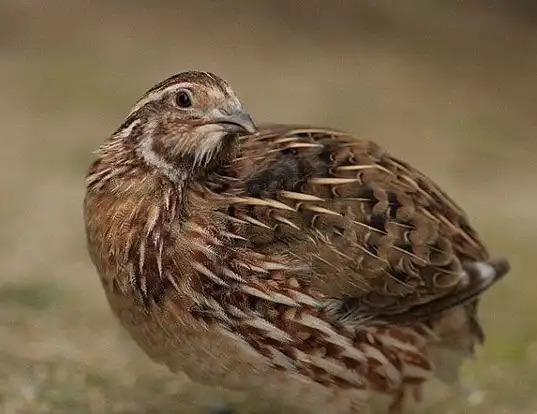 Picture of a japanese quail (Coturnix japonica)