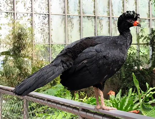 Picture of a wattled curassow (Crax globulosa)