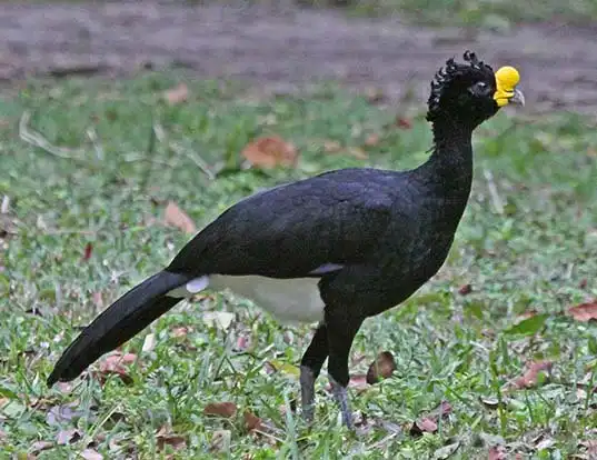 Picture of a great curassow (Crax rubra)