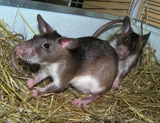 Picture of a forest giant pouched rat (Cricetomys emini)