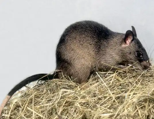 Picture of a northern giant pouched rat (Cricetomys gambianus)