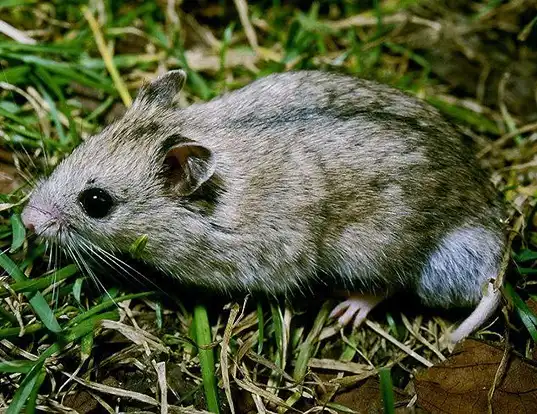 Picture of a striped dwarf hamster (Cricetulus barabensis)