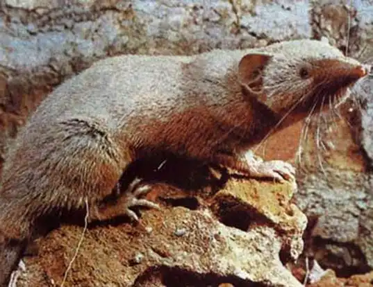 Picture of a greater red musk shrew (Crocidura flavescens)