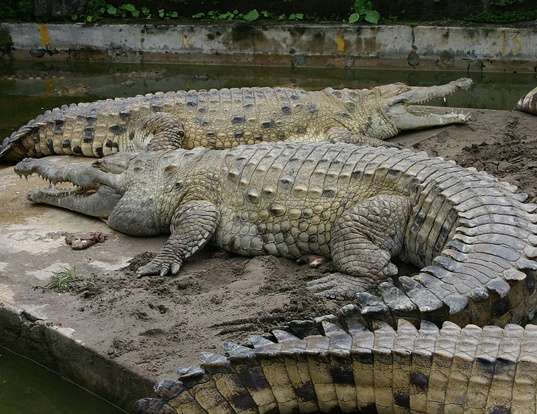 Picture of a oronico crocodile (Crocodylus intermedius)