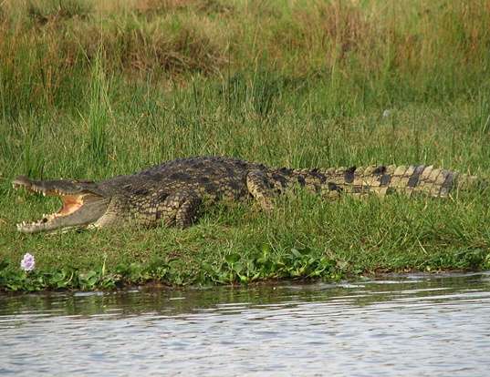 Picture of a nile crocodile (Crocodylus niloticus)
