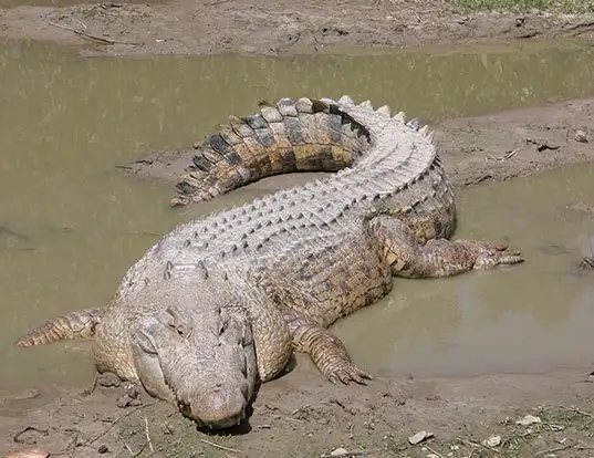 Picture of a salt-water crocodile (Crocodylus porosus)