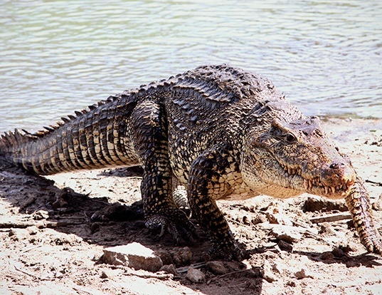 Picture of a cuban crocodile (Crocodylus rhombifer)