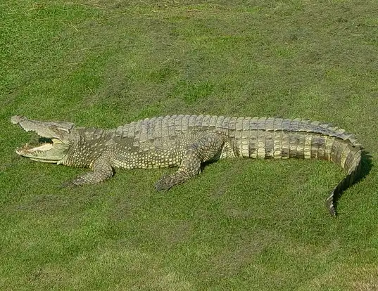 Picture of a siamese crocodile (Crocodylus siamensis)