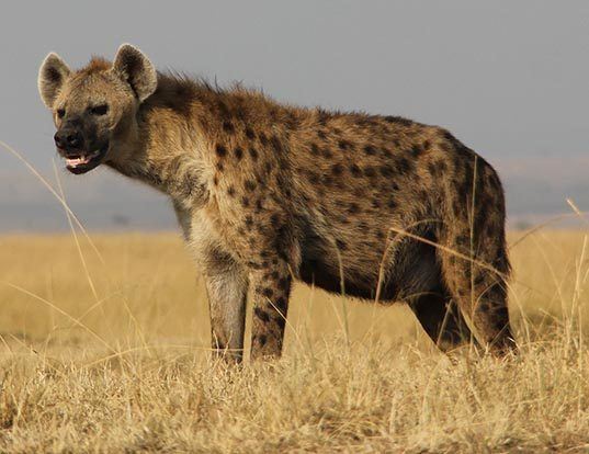 Picture of a spotted hyena (Crocuta crocuta)