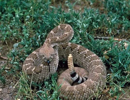 Picture of a western diamondback rattlesnake (Crotalus atrox)