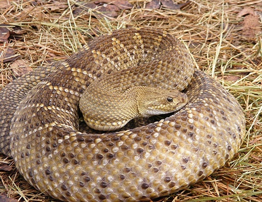 Picture of a mexican west-coast rattlesnake (Crotalus basiliscus)