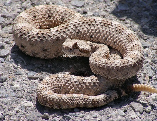 Picture of a sidewinder (Crotalus cerastes)