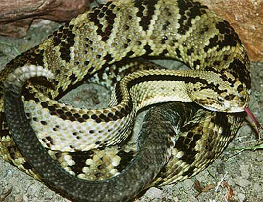 Picture of a neotropical rattlesnake (Crotalus durissus durissus)