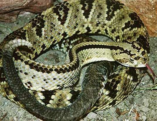 Picture of a neotropical rattlesnake (Crotalus durissus durissus)
