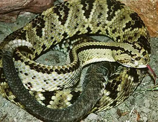 Picture of a neotropical rattlesnake (Crotalus durissus durissus)