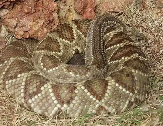 Picture of a cascabel rattlesnake (Crotalus durissus)