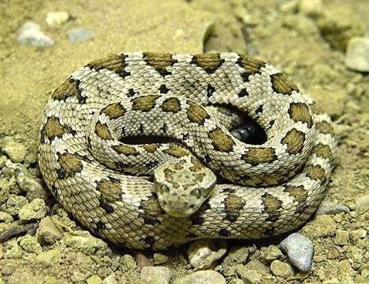 Picture of a lower california rattlesnake (Crotalus enyo)