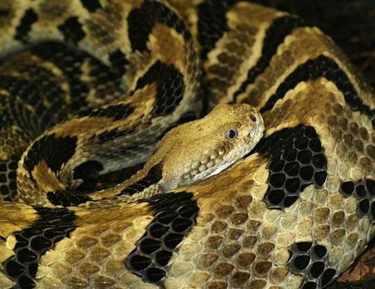 Picture of a timber rattlesnake (Crotalus horridus)