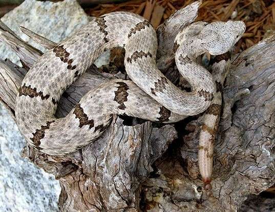 Picture of a rock rattlesnake (Crotalus lepidus)