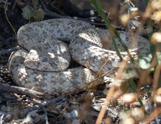 Picture of a southwestern speckled rattlesnake (Crotalus mitchellii pyrrhus)