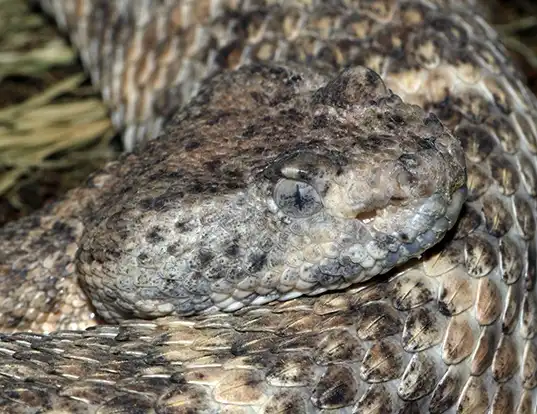 Picture of a panamint rattlesnake (Crotalus mitchellii stephensi)