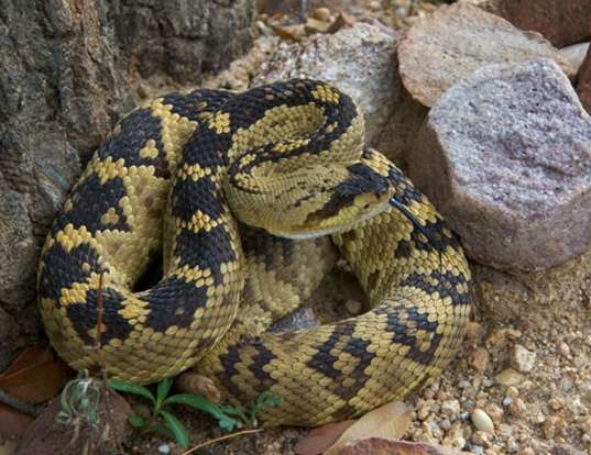 Picture of a northern black-tailed rattlesnake (Crotalus molossus molossus)