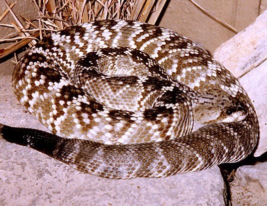 Picture of a black-tailed rattlesnake (Crotalus molossus)