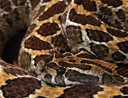 Picture of a mexican lancehead rattlesnake (Crotalus polystictus)