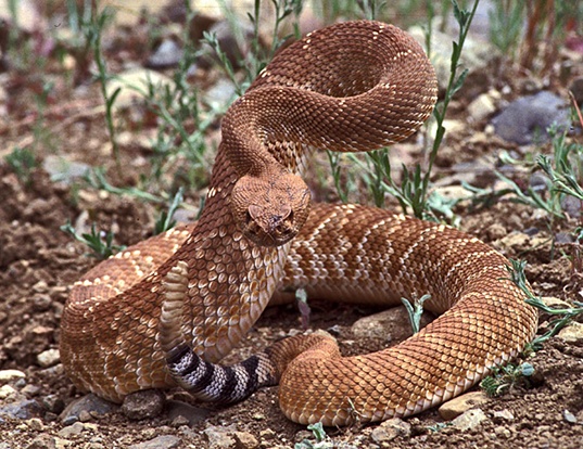 Picture of a northern red rattlesnake (Crotalus ruber ruber)