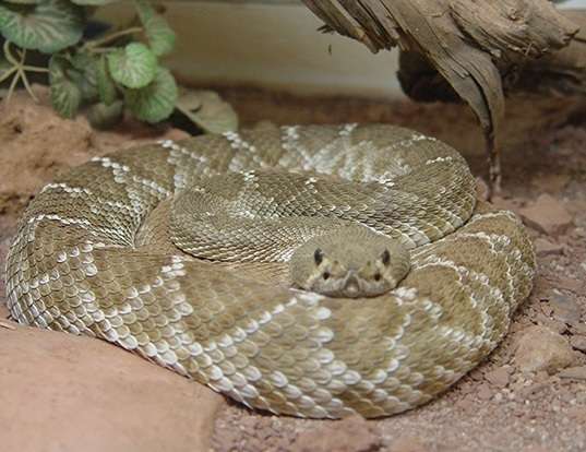 Picture of a red diamond rattlesnake (Crotalus ruber)