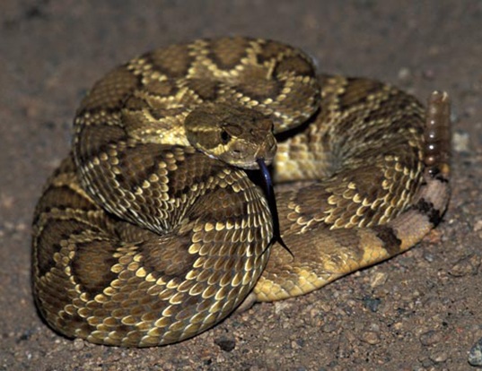 Picture of a northern mohave rattlesnake (Crotalus scutulatus scutulatus)