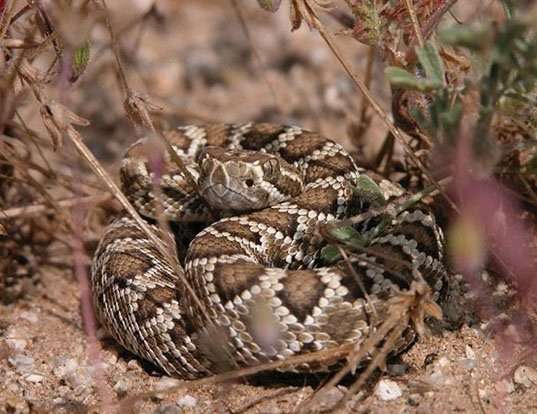 Picture of a mojave rattlesnake (Crotalus scutulatus)