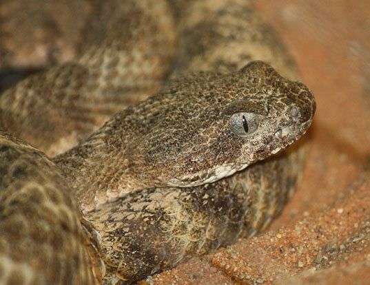 Picture of a tiger rattlesnake (Crotalus tigris)