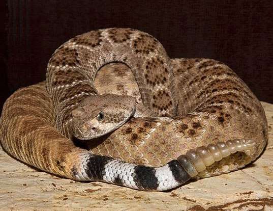 Picture of a tortuga island rattlesnake (Crotalus tortugensis)