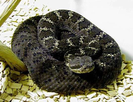 Picture of a arizona black rattlesnake (Crotalus viridis cerberus)
