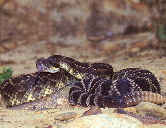 Picture of a southern pacific rattlesnake (Crotalus viridis helleri)