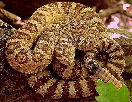 Picture of a great basin rattlesnake (Crotalus viridis lutosus)
