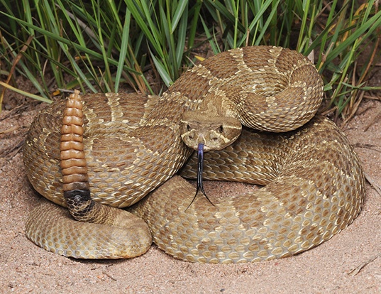 What is the Average Lifespan of a Rattlesnake?